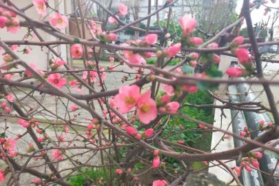 İzmir’de ayva çiçek açtı