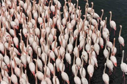 İzmit Körfezi’nde allı turna güzelliği