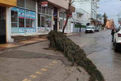 Kahta’da şiddetli rüzgar çam ağacını devirdi
