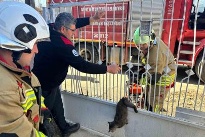 Kapı korkuluğuna sıkışan kediyi itfaiye kurtardı