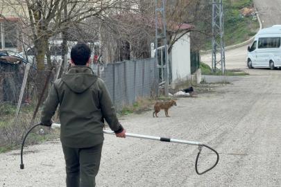 Karabük’te yerleşim yerine inen hasta çakal tedavi edilip doğaya salındı