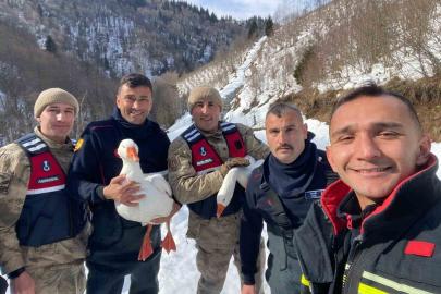 Kayıp kazlar üç gün sonra dere yatağında bulundu