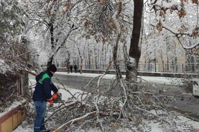 Kayseri Büyükşehir’den kış çalışmalarında ağaç güvenliği seferberliği