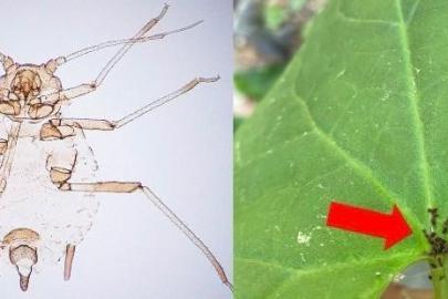 Kaz Dağları’nda yeni bir böcek türü keşfedildi