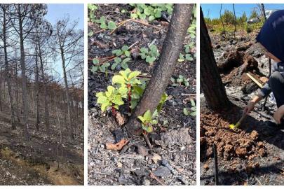 KBÜ yangın sonrası ekolojik süreci araştıracak