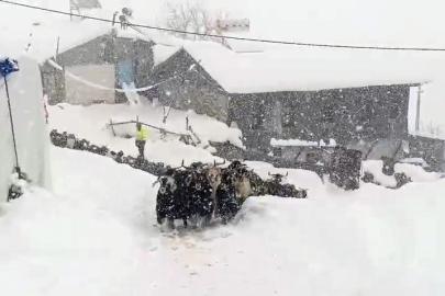 Keçilerin inadı yarım metreyi bulan kara yenilmedi
