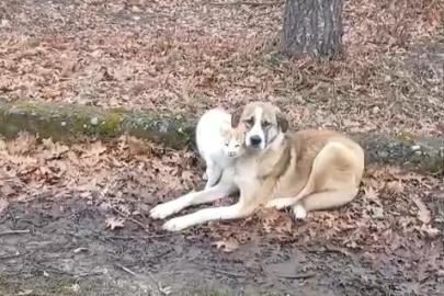 Kedi ve köpeğin dostluğu yüzleri güldürdü
