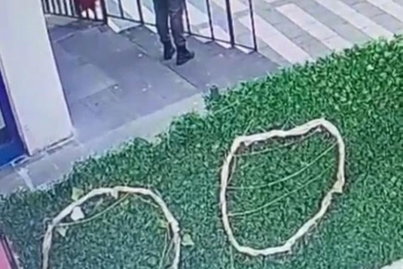 Kedinin çuvala konularak uzaklaştırıldığı görüntülere tepki