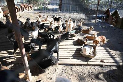 Kemer’de ocak ayında 231 can dostu kısırlaştırıldı