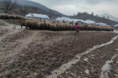 Kendisi küçük yüreği büyük: Minik Zeynep’in yeni doğan kuzuyu soğuktan korumak için gösterdiği çaba duygulandırdı