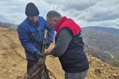 Kestane üretimi arttırılacak