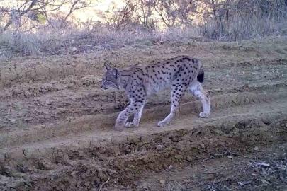 Kırmızı listedeki ormanın hayaleti vaşak fotokapana takıldı