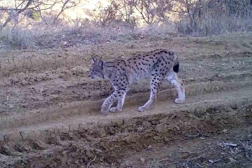 Kırmızı listedeki ormanın hayaleti vaşak fotokapana takıldı