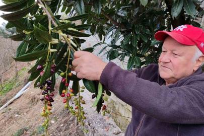 Kış ortasında yalancı bahara aldanan karayemiş ve dut ağaçları çiçek açıp meyve verdi