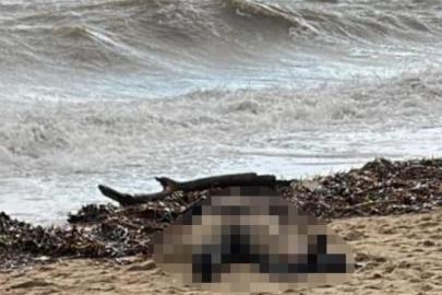 Kıyıya vuran kadın cesedi olayının sis perdesi aralanıyor