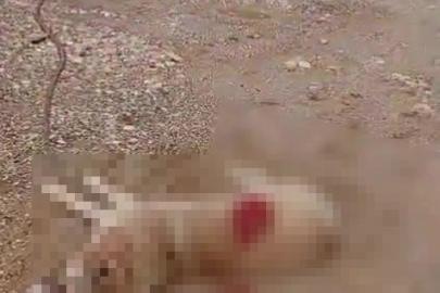 Köpeği av tüfeğiyle öldürdü, gözaltına alındı