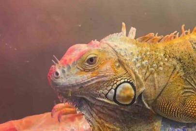 Koruma altındaki 3 hayvan, Samsun’da ele geçirildi