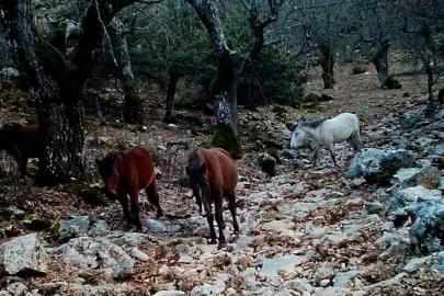 Kovada Gölü Milli Parkı’nda yaban hayatı fotokapana yansıdı