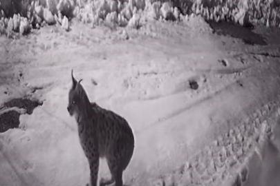 Köye inen aç kalan yabani hayvanlar güvenlik kameralarına yakalandı