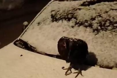 Kümesine giremeyen tavuk otomobil üzerine yumurtladı