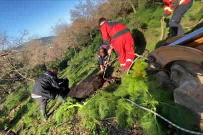 Kuyuya düşen buzağı kurtarıldı