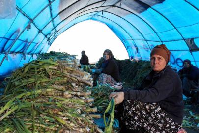 Lüleburgaz’da pırasa hasadı