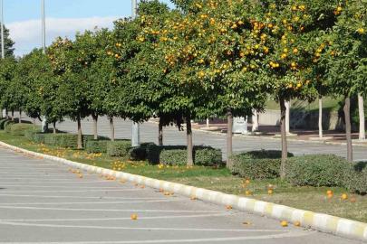 Manavgat’ta fırtına ve yağmur turunçları yollara döktü