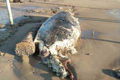 Manavgat’ta sahile ölü yunus vurdu