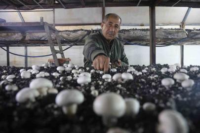 Mantar üreticiliğine ilk adımı ahırda attı, varını yoğunu satıp kurduğu 3 çadırda mantar üretiyor