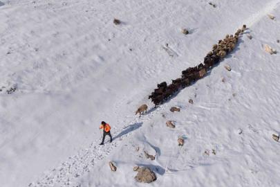 Mardin’de besicilerin zorlu ’kar’ mesaisi: Sürüler beyaz örtüde yol alıyor