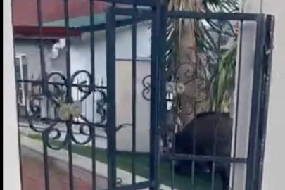 Marmaris Belediyesi’ne domuz davası