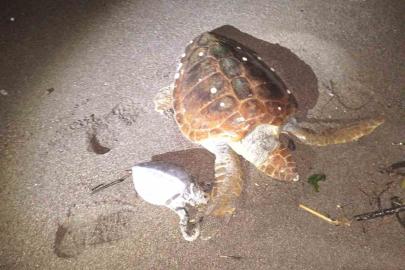 Marmaris’te 2 caretta caretta kıyıya vurdu