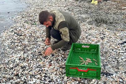 Mersin’de fırtına sonrası binlerce kargı midyesi sahile vurdu: Balıkçılar tek tek topladı