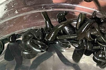 Mezbaha kanıyla besleniyor, birçok hastalığa şifa oluyorlar