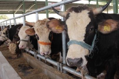 Muğla’da 11 mahalle karantinaya alındı