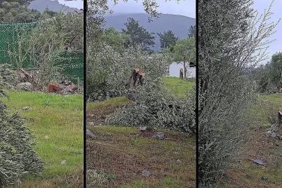 Muğla’da "zeytin kesim" tartışmasına, valilik soruşturma başlattı