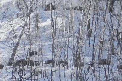 Munzur Vadisi’nde karlı dağlarda yiyecek arayan domuz sürüsü görüntülendi