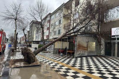 Muratlı’da ağaç kahvehanenin çatısına devrildi