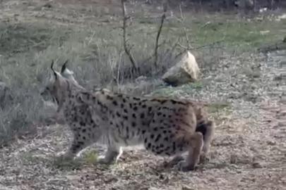 Nallıhan’da nesli tükenmekte olan vaşak görüldü