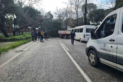 Nazilli’de fırtınayla devrilen dev çam ağacı karayolunu trafiğe kapadı