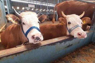 Nazilli’de şap hastalığı söndü, kısıtlama kaldırıldı