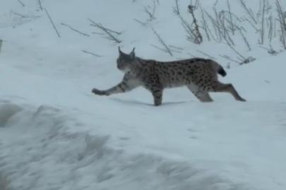 Nesli tükenme tehlikesi altında bulunan iri cüsseli vaşak Bayburt kırsalında görüldü