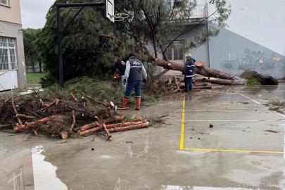 Okul bahçesindeki çam ağaçları kuvvetli rüzgara dayanamadı