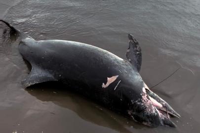 Ölü yunus sahile vurdu