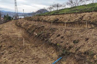 Ordu’da fındıkta verimi arttırmak için yeni teknikler