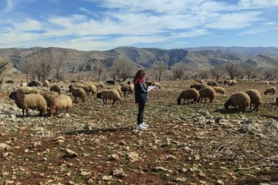 Ormaniçi’nde mera seferberliği: Ekipler sahada, arazi kullanımı mercek altında