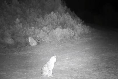 "Ormanın hayaleti" vaşak kamerada