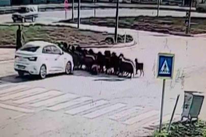 Otomobilin koyun sürüsünün arasına daldığı anlar kamerada