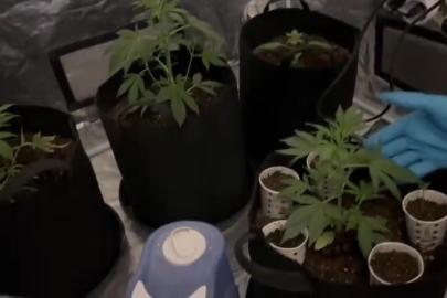 Özel düzenekle uyuşturucu yetiştirilen eve polis baskını