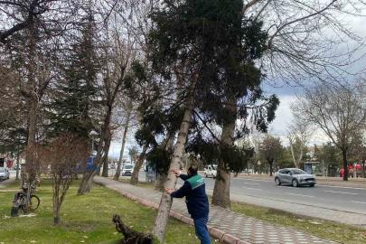 Rüzgardan devrilen ağaçlar temizleniyor